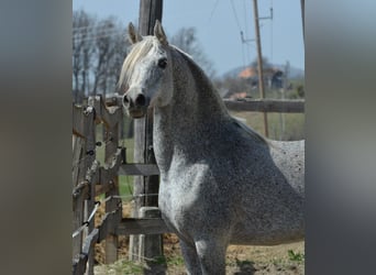 Arabiskt fullblod, Hingst, 22 år, 149 cm, Grå