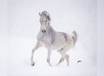 Arabiskt fullblod, Hingst, 22 år, 149 cm, Grå