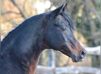 Arabiskt fullblod, Hingst, 20 år, 153 cm, Mörkbrun