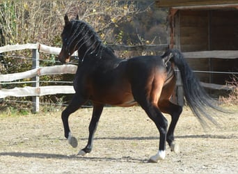 Arabiskt fullblod, Hingst, 20 år, 153 cm, Mörkbrun