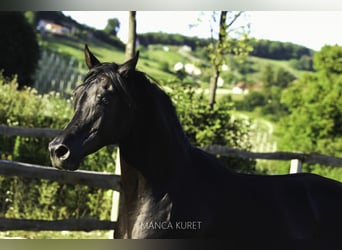 Arabiskt fullblod, Hingst, 17 år, 154 cm, Mörkbrun