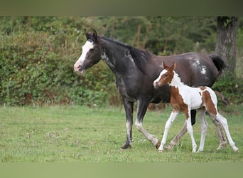 Vollblutaraber, Stute, 10 Jahre, 149 cm, Rappe