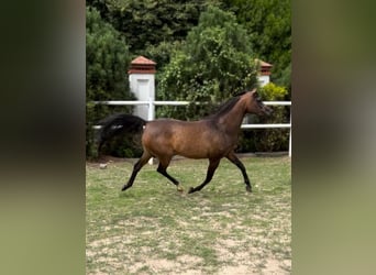 Arabiskt fullblod, Sto, 10 år, 151 cm, Brun