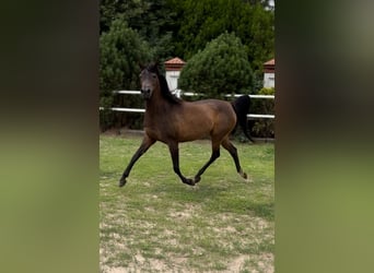 Arabiskt fullblod, Sto, 10 år, 151 cm, Brun