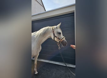 Arabiskt fullblod, Sto, 11 år, 148 cm, Grå-flugskimmel