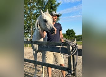 Arabiskt fullblod, Sto, 13 år, 152 cm, Grå-flugskimmel