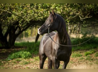 Arabiskt fullblod, Sto, 14 år, 155 cm, Svart