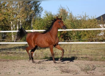 Arabiskt fullblod, Sto, 1 år, 148 cm, Brun