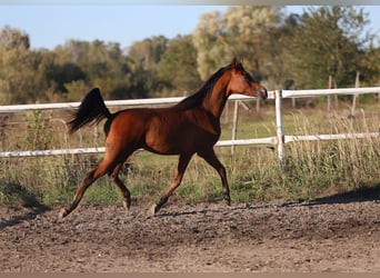 Arabiskt fullblod, Sto, 1 år, 148 cm, Brun