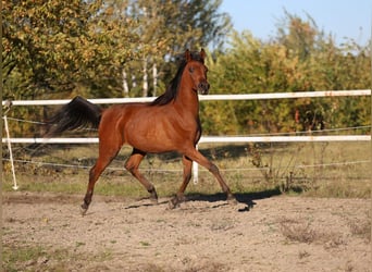 Arabiskt fullblod, Sto, 1 år, 148 cm, Brun