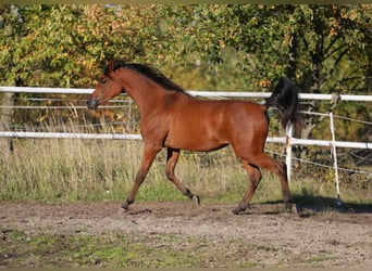 Arabiskt fullblod, Sto, 1 år, 148 cm, Brun