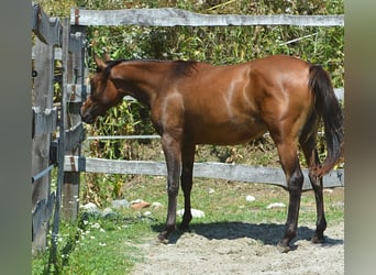 Arabiskt fullblod, Sto, 1 år, 150 cm, Brun