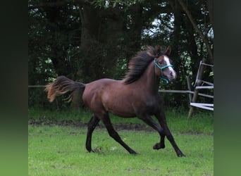 Arabiskt fullblod, Sto, 1 år, 150 cm, Kan vara vit