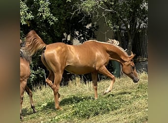 Arabiskt fullblod, Sto, 1 år, 154 cm, fux
