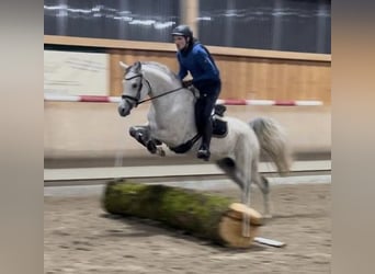 Arabiskt fullblod, Sto, 1 år, 154 cm, fux