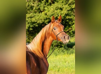 Arabiskt fullblod, Sto, 1 år, 155 cm, fux