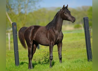 Arabiskt fullblod, Sto, 1 år, 155 cm, Svart