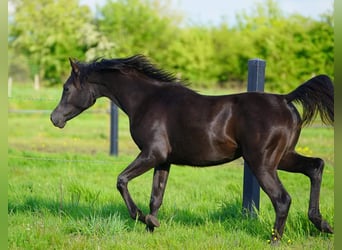 Arabiskt fullblod, Sto, 1 år, 155 cm, Svart