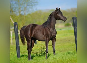 Arabiskt fullblod, Sto, 1 år, 155 cm, Svart