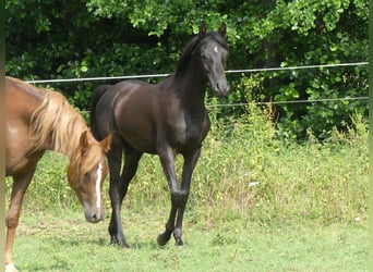 Arabiskt fullblod, Sto, 1 år, 155 cm, Svart