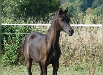 Arabiskt fullblod, Sto, 1 år, 155 cm, Svart