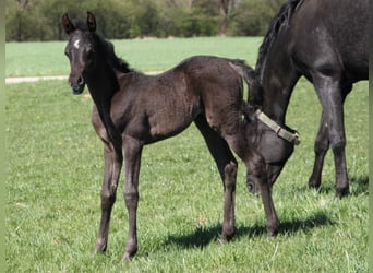 Arabiskt fullblod, Sto, 1 år, 155 cm, Svart