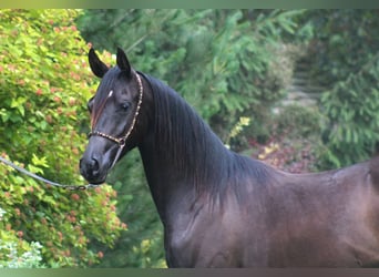 Arabiskt fullblod, Sto, 1 år, 155 cm, Svart