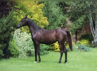 Arabiskt fullblod, Sto, 1 år, 155 cm, Svart