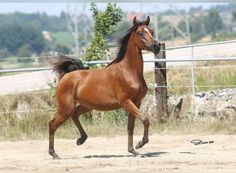 Arabiskt fullblod, Sto, 1 år, Brun