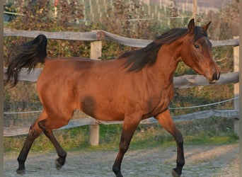 Arabiskt fullblod, Sto, 2 år, 150 cm, Brun