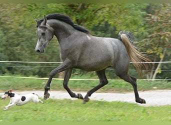 Arabiskt fullblod, Sto, 2 år, 152 cm, Grå
