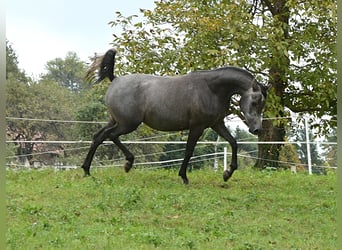 Arabiskt fullblod, Sto, 2 år, 152 cm, Grå