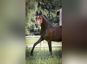 Arabiskt fullblod, Sto, 2 år, 154 cm, Brun