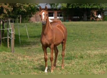 Arabiskt fullblod, Sto, 2 år, 154 cm, fux