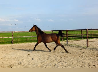 Arabiskt fullblod, Sto, 2 år, 155 cm, Mörkbrun