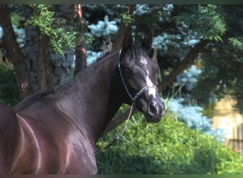 Arabiskt fullblod, Sto, 2 år, 160 cm, Svart