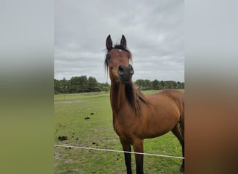 Arabiskt fullblod, Sto, 3 år, 155 cm, Mörkbrun