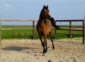 Arabiskt fullblod, Sto, 3 år, 155 cm, Mörkbrun