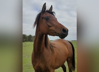 Arabiskt fullblod, Sto, 3 år, 155 cm, Mörkbrun