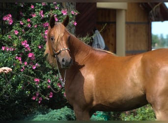 Arabiskt fullblod, Sto, 3 år, 156 cm, Fux