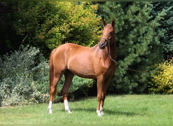 Arabiskt fullblod, Sto, 3 år, 156 cm, Fux