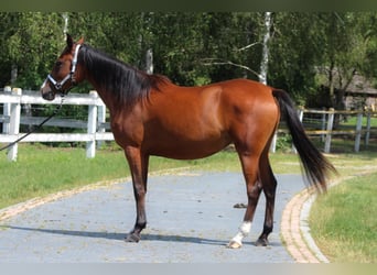 Arabiskt fullblod, Sto, 3 år, 157 cm, Brun