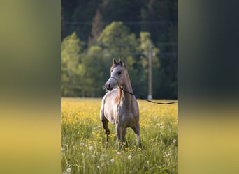 Arabiskt fullblod, Sto, 4 år, 154 cm, Grå