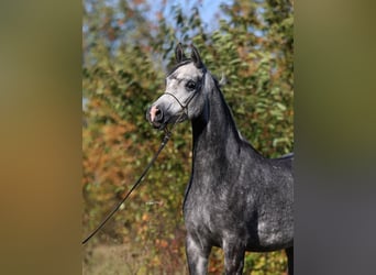 Arabiskt fullblod, Sto, 4 år, 155 cm, Grå