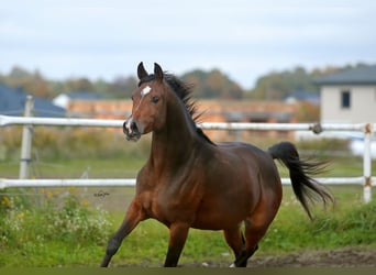 Arabiskt fullblod, Sto, 5 år, 153 cm, Brun