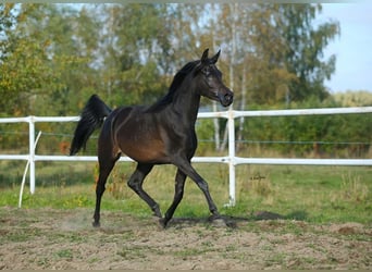 Arabiskt fullblod, Sto, 5 år, 155 cm, Brun