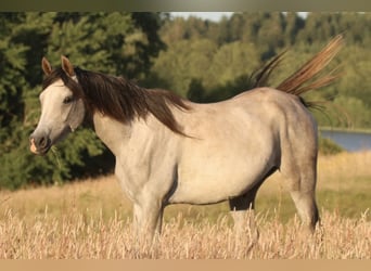 Arabiskt fullblod, Sto, 5 år, 155 cm, Grå