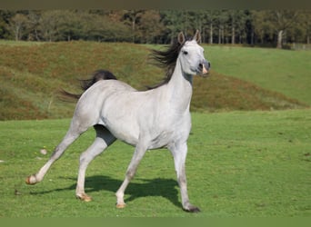 Arabiskt fullblod, Sto, 5 år, 155 cm, Grå