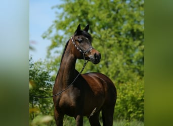 Arabiskt fullblod, Sto, 6 år, 150 cm, Mörkbrun