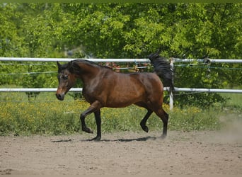 Arabiskt fullblod, Sto, 6 år, 150 cm, Mörkbrun